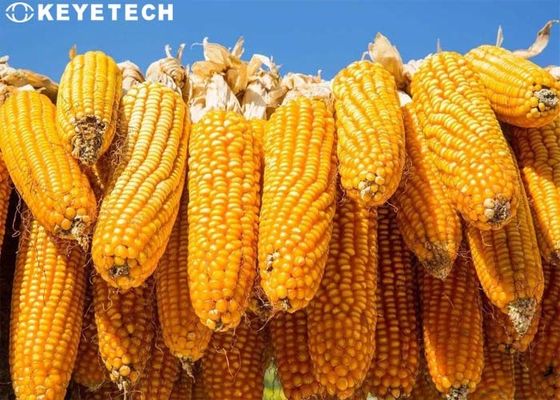 Ver Online 3d de Inspectiemateriaal van de Naverkoopkorrel voor laboratoriumanalysator